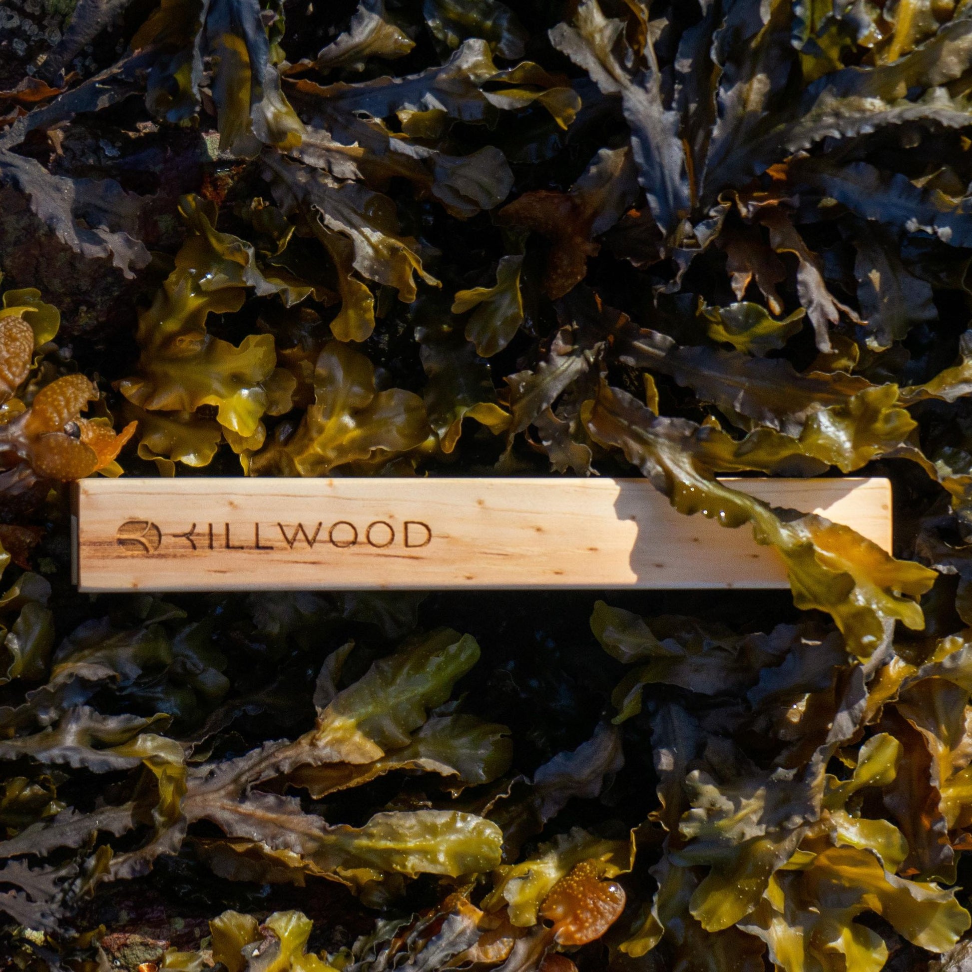 Bottle opener in seaweed, naturally